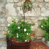 Die Blomstoor Photo Gallery