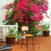 Die Blomstoor Photo Gallery